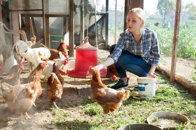 A woman feeding chickens on a farm.